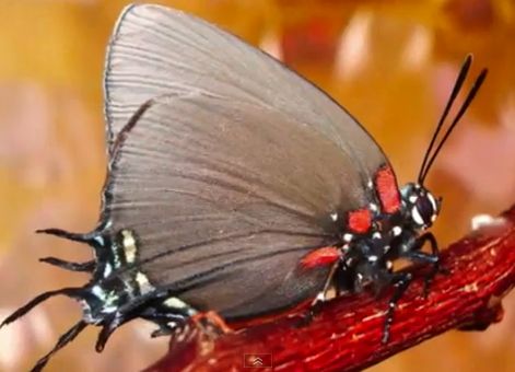 La metamorfosi de les papallones | Recurso educativo 33937