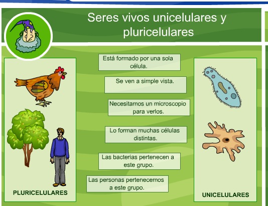 Los seres vivos unicelulares y pluricelulares | Recurso educativo 35637