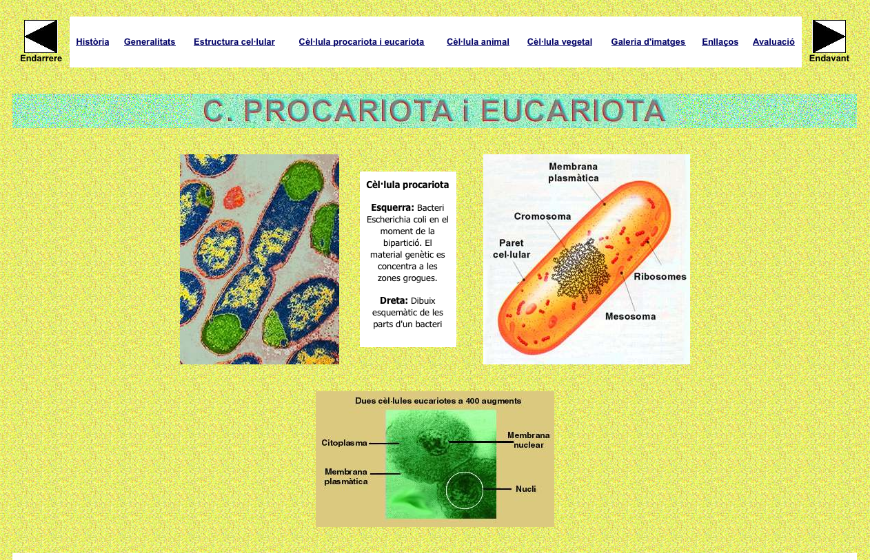 Cèl·lula procariota i eucariota | Recurso educativo 36073