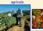 El sector primari: L'activitat agrícola. | Recurso educativo 36695