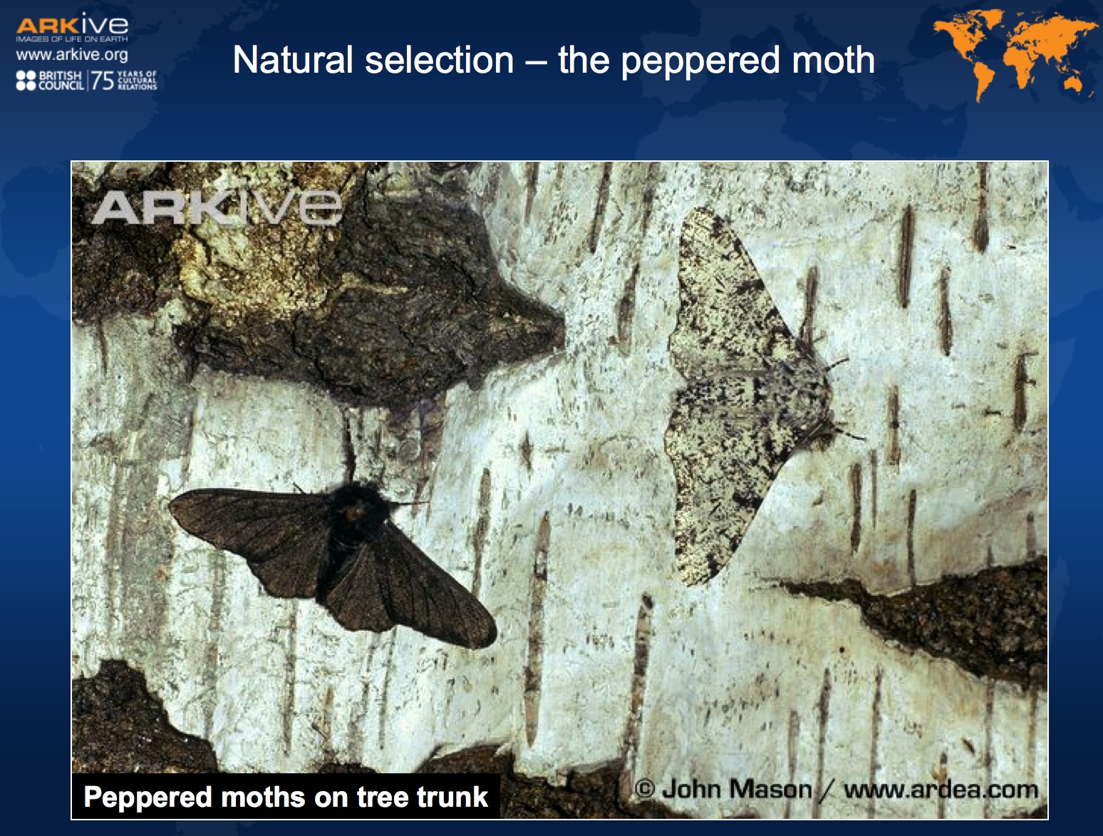 Natural selection, the peppered moth | Recurso educativo 40714