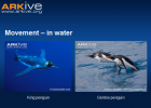 Penguin diversity | Recurso educativo 41259