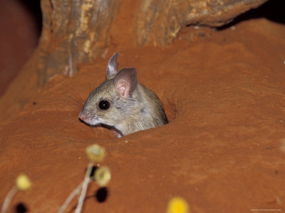 Imatge: el cau d'un ratolí | Recurso educativo 47175