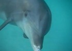 Delfines en libertad | Recurso educativo 50893