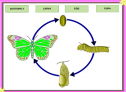 Butterfly | Recurso educativo 53066