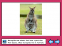 Australian marsupials | Recurso educativo 53931