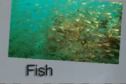 Fish idioms | Recurso educativo 54878