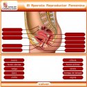 Aparato reproductor femenino | Recurso educativo 59198