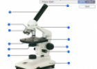 The compound microscope | Recurso educativo 59849