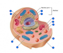 Quiz: Animal cell | Recurso educativo 59966