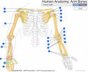 Human anatomy: Arm bones | Recurso educativo 60327