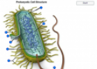The prokaryotic cell (Bacteria) | Recurso educativo 60611