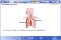 El sistema respiratorio | Recurso educativo 1236