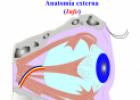 Anatomía del ojo | Recurso educativo 13816