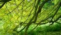 Vídeo: les fulles d'un arbre | Recurso educativo 18475
