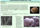 Los hongos | Recurso educativo 20902