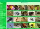 Insectes del nostre entorn | Recurso educativo 25384
