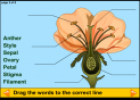 Flowers | Recurso educativo 26062