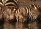 Young Zebra vs African Lioness | Recurso educativo 29660