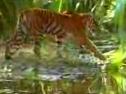 Climate Trackers: Bengal Tiger | Recurso educativo 4167