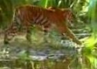 Climate Trackers: Bengal Tiger | Recurso educativo 4167