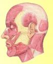 Músculos de la cabeza | Recurso educativo 5187