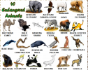 Endangered animals | Recurso educativo 62202