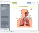 Sistema respiratorio | Recurso educativo 71452