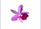 Bits lengua extranjera: flowers | Recurso educativo 73709