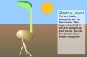 Grow a plant | Recurso educativo 80867