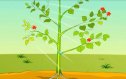 How plants make food. Photosynthesis | Recurso educativo 80894