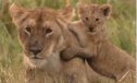 Cries de lleó i lleopard jugant amb els seus pares | Recurso educativo 83190