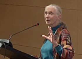 Jane Goodall, viviendo entre chimpancés | Recurso educativo 94268