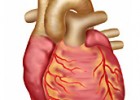 Your Heart & Circulatory System | Recurso educativo 113804