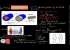 MB.2.6. Structure and function of blood vessels (HSC biology) | Recurso educativo 113812
