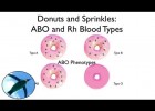 Blood Types: ABO and Rh (with donuts and sprinkles!) | Recurso educativo 113819