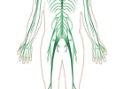 Imagen del sistema nervioso humano | Recurso educativo 582077