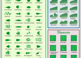 Clave de clasificación de las hojas | Recurso educativo 683672