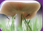 Microorganisms and fungi - The Children's University of Manchester | Recurso educativo 686526