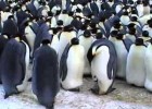 El pingüino emperador | Recurso educativo 688399