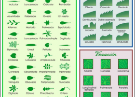Tipos de hojas | Recurso educativo 688429