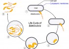 Cicle vital del bacteri depredador Bdellovibrio | Recurso educativo 726000
