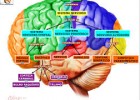 Estructura, desarrollo y funciones del sistema nervioso | Recurso educativo 728190