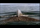 La ballena azul: el animal más grande que jamás ha existido | Recurso educativo 728639