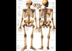 Cançó de l'esquelet | Recurso educativo 733369