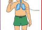 La lechuza dice Shhh...: Circulatory, Respiratory and Digestive Systems | Recurso educativo 735722