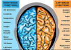 Left and Right Hemispheres - The Brain Made Simple | Recurso educativo 736184