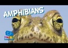 Amphibians | Recurso educativo 736873