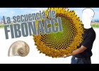La secuencia de Fibonacci | Recurso educativo 737089