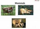 Animal reproduction | Recurso educativo 737166
